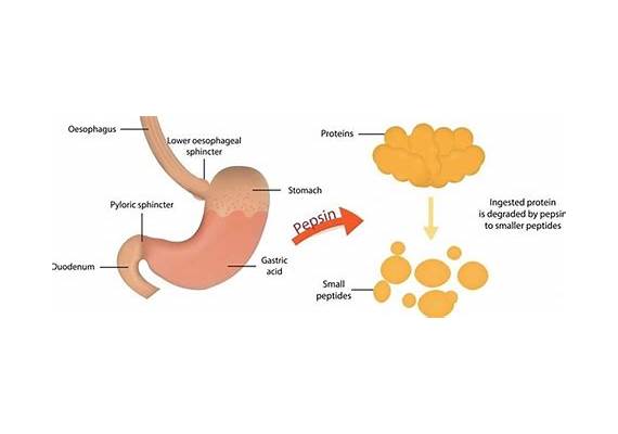 Tourism FAQ: Why is pepsin only active in the stomach?
